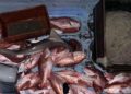 Coast Guard Apprehends 12 Suspected Of Illegal Fishing Off South Texas Coast And Seizes 1,400 Pounds Of Fish And Sharks