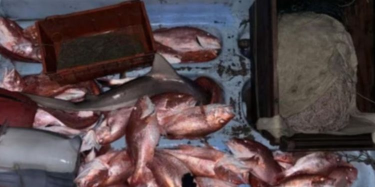 Coast Guard Apprehends 12 Suspected Of Illegal Fishing Off South Texas Coast And Seizes 1,400 Pounds Of Fish And Sharks