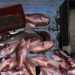 Coast Guard Apprehends 12 Suspected Of Illegal Fishing Off South Texas Coast And Seizes 1,400 Pounds Of Fish And Sharks
